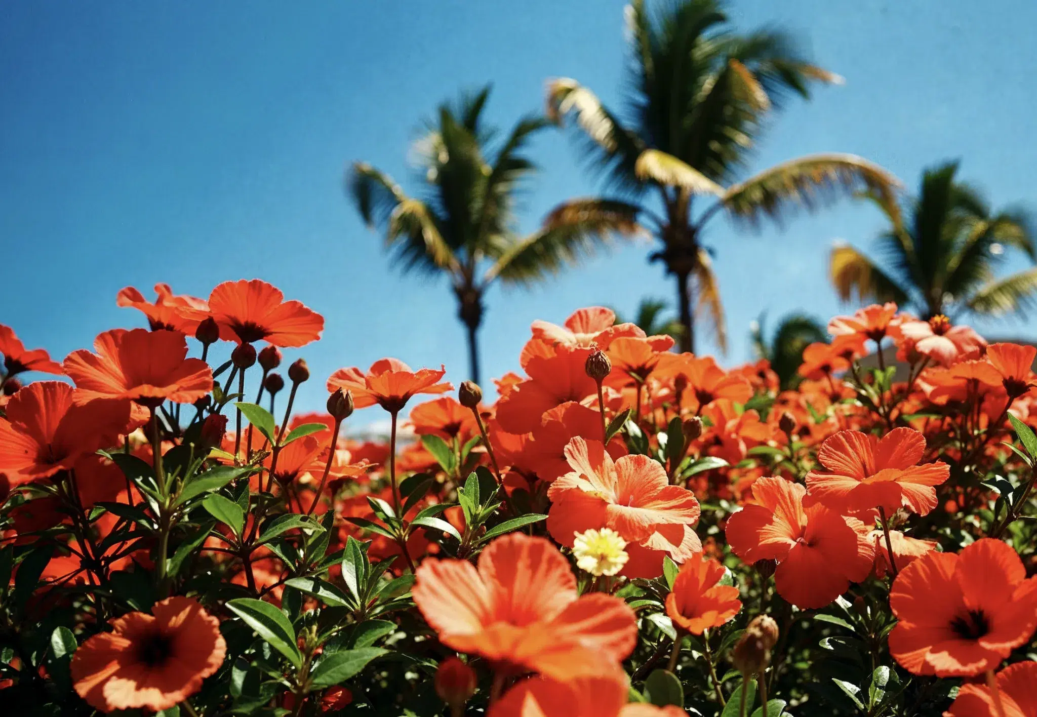 why-port-orange-pool-builders-recommend-spring-construction